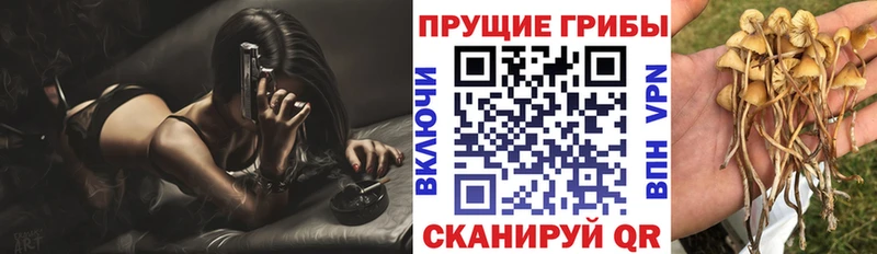Псилоцибиновые грибы Cubensis  Пыть-Ях 